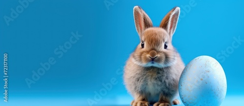bunny with egg on blue background © pector