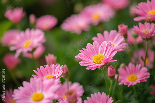 Field of pink daisy flower close-up