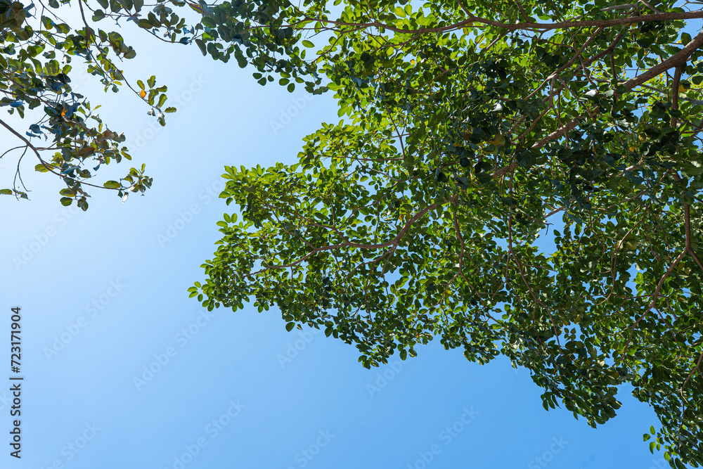 Green leaves and branches under the vibrant blue sky in a sunny forest landscape, surrounded by nature's beauty Green leaves and branches under the vibrant blue sky in a sunny forest landscape, surrounded by nature's beauty