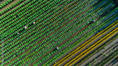 Aerial view of My Phong flower garden in My Tho, Vietnam. It's famous in Mekong Delta, preparing transport flowers to the market for sale in Tet holiday