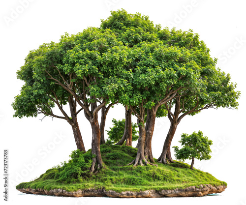 tree group or small forest PNG transparent background