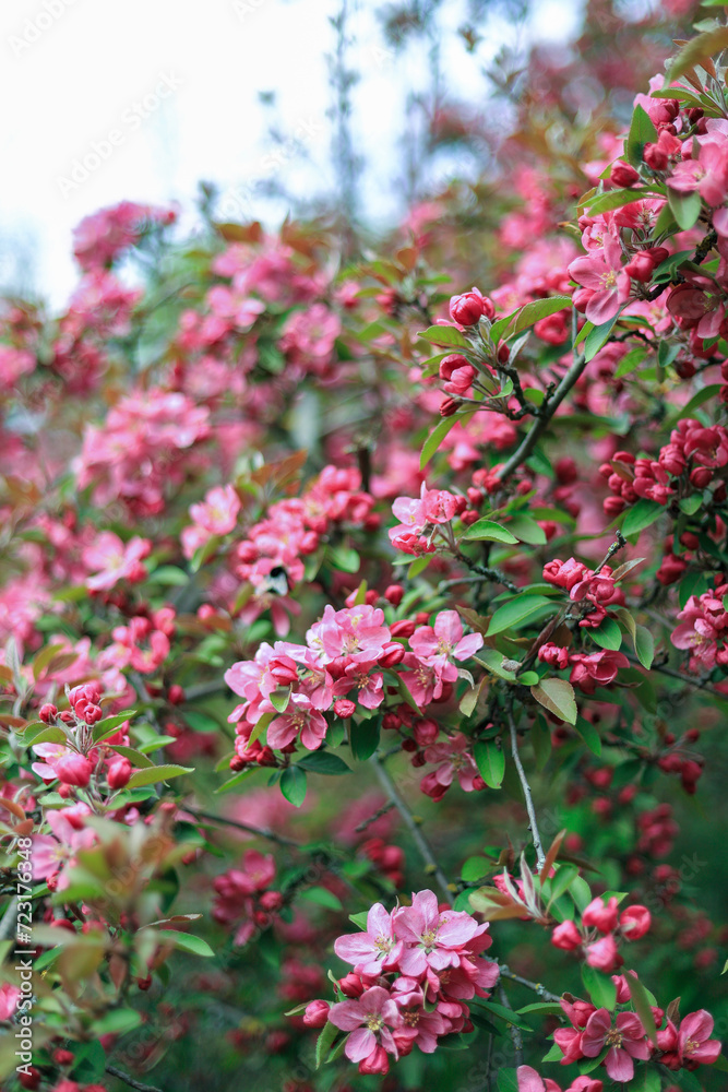 Fototapeta premium pink and white flowers