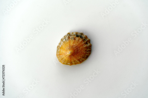 Close-up of beautiful sea shell from Atlantic Ocean between Wales and England against white background. Photo taken January 29th, 2024, Zurich, Switzerland. photo