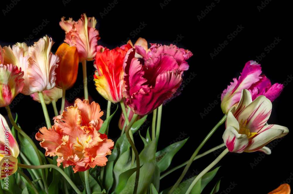 close up of colored silk tulips on black background close up of colored silk tulips on black background