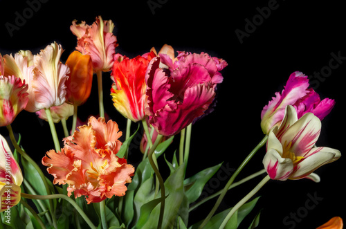close up of colored silk tulips on black background