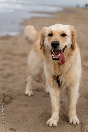 portrait of golden retriever dog posing cheerfully on the beach
