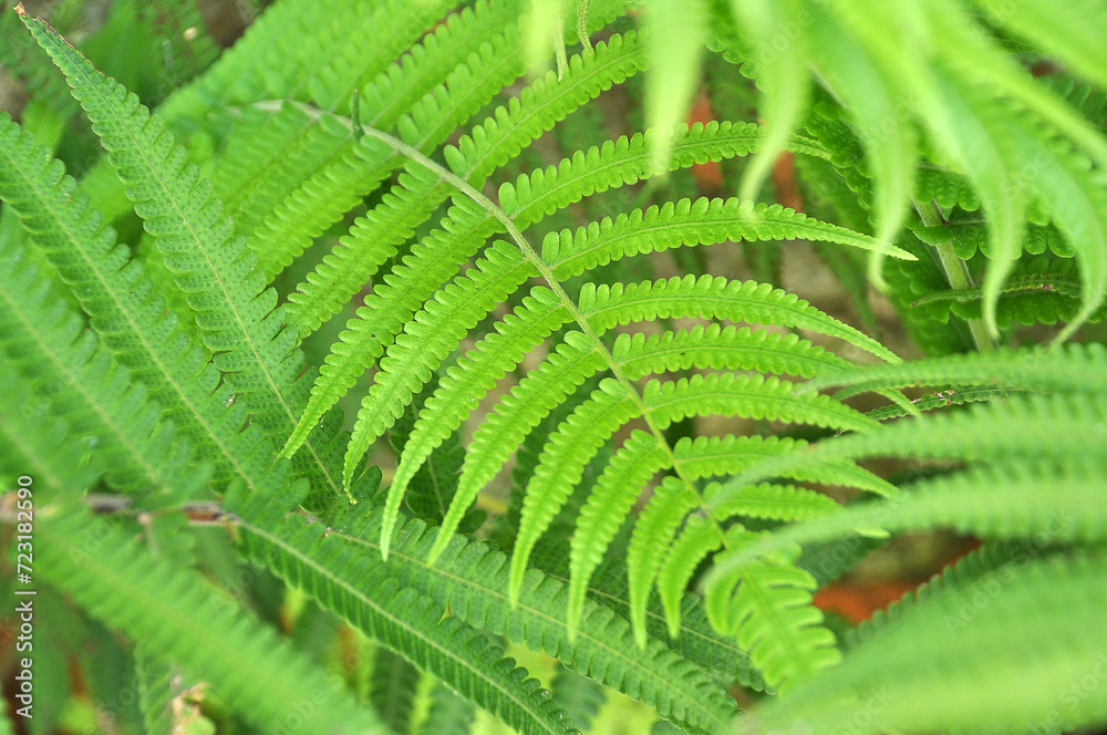 planta galho verde claro 