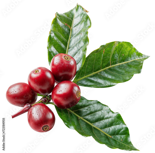 coffee fruit and leaf PNG transparent