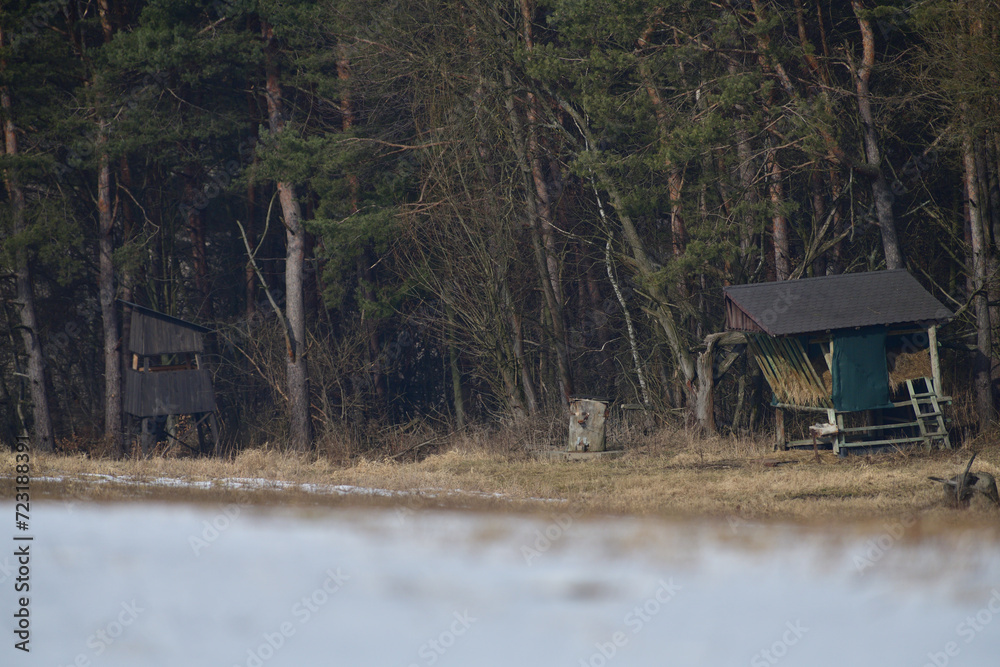 Feed rack for forest animals on the edge of the forest in winter