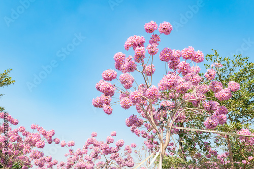 beautiful blooming Tabebuia Rosea or Tabebuia Chrysantha Nichols under blue sky horizontal composition photo
