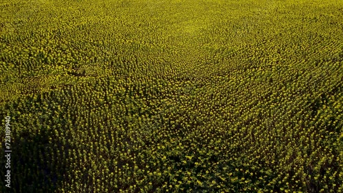 Vista aerea de una grán extensión de campo sembrado con girasoles  photo