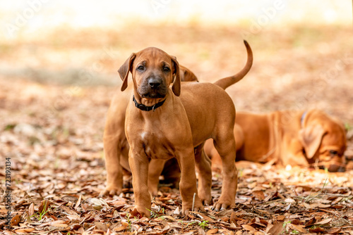 portrait of a dog