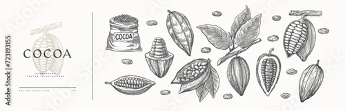 Large set of illustrations of cocoa beans. Cocoa fruit on a branch with leaves. Opened cocoa bean pod in engraving style. The concept of organic food. Vintage engraved sketch. photo