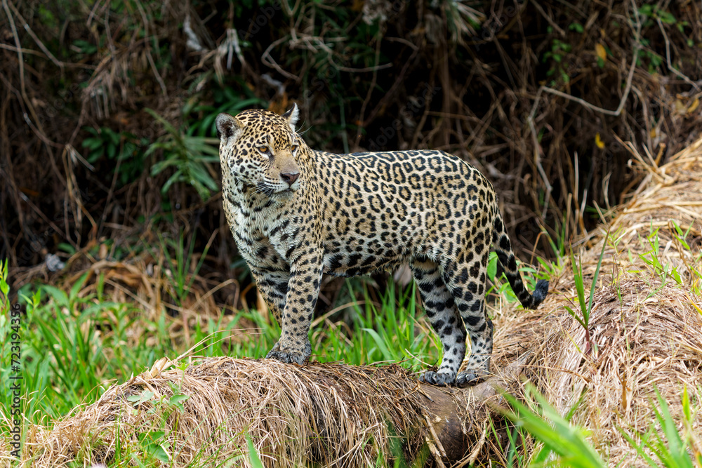 Obraz premium Jaguar (Panthera onca) hunting along the riverbank in the Northern Pantanal in Mata Grosso in Brazil