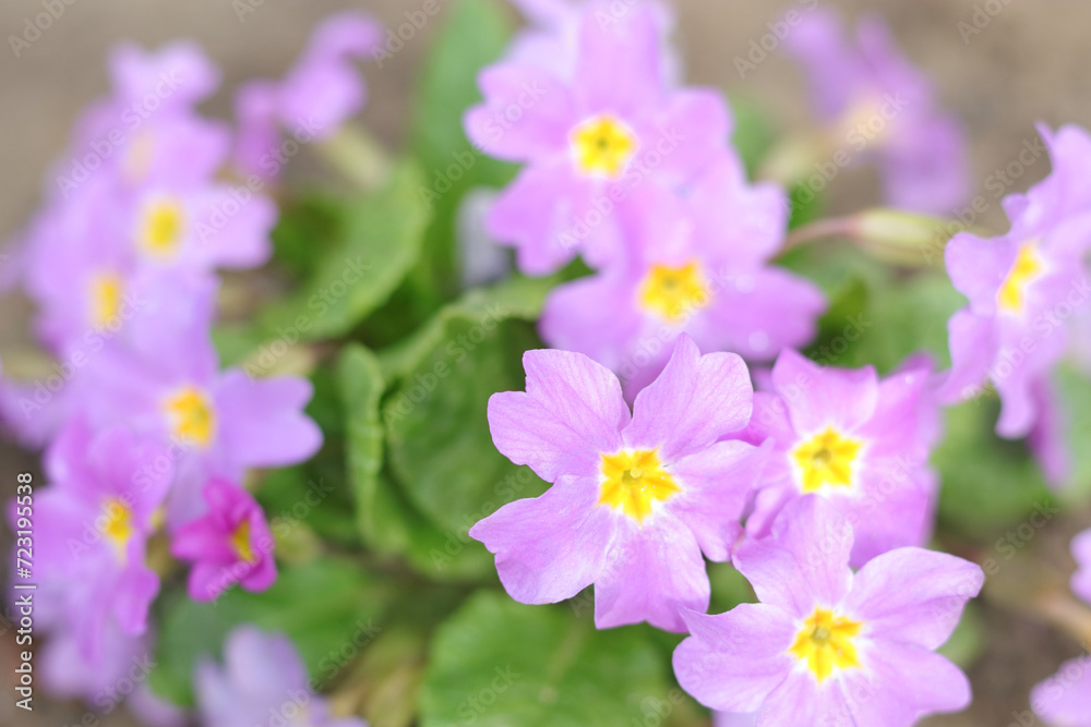 Primrose or primula in the spring garden. Blooming purple Primroses flowers. Primula Polyanthus. Purple flowers in spring garden. Primroses in spring. Pink Primula Vulgaris. Horizontal photo. Primrose or primula in the spring garden. Blooming purple Primroses flowers. Primula Polyanthus. Purple flowers in spring garden. Primroses in spring. Pink Primula Vulgaris. Horizontal photo.
