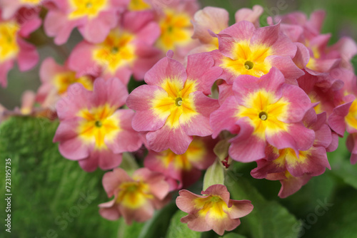 april  background  beautiful  beauty  beauty in nature  bloom  blooming  blossom  botanical  botany  bright  closeup  color  decoration  decorative  flora  floral  flower  flower bed  flower head  flo