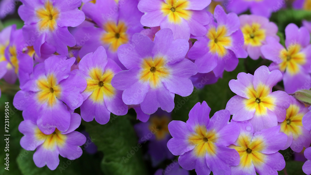 Primrose or primula in the spring garden. Blooming purple Primroses flowers. Primula Polyanthus. Purple flowers in spring garden. Primroses in spring. Pink Primula Vulgaris. Horizontal photo. 