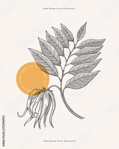 Branch with bud and leaf of tropical ylang-ylang tree in engraving style. Beautiful ornamental plant, vector illustration. Botanical illustration for floral design in perfumery and cosmetology.