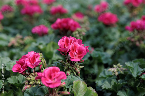 Wallpaper Mural Pink geraniums bloom in pots Torontodigital.ca