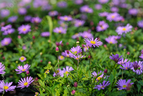 Violet Brachyscome iberidifolia, the Swan River daisy blooming in pots