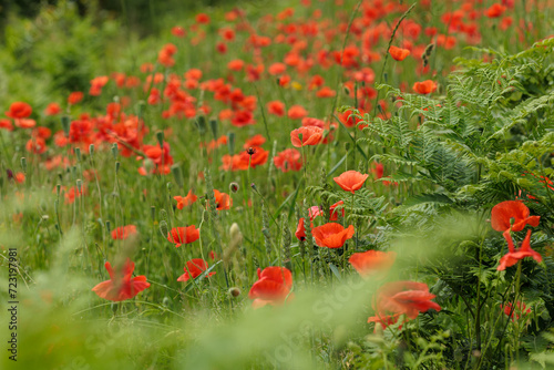 Red poppies bloom in the meadow together with ferns