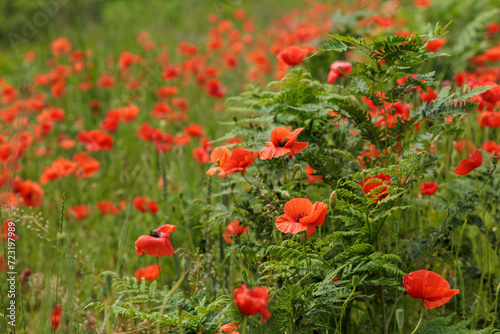 Red poppies bloom in the meadow together with ferns