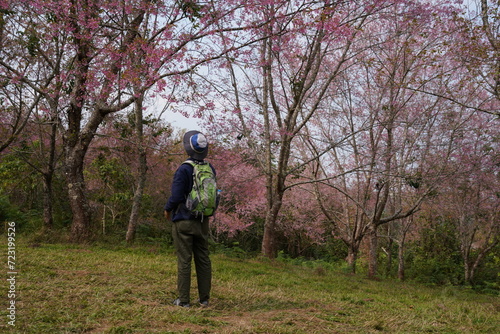 Male backpacker hiking up the mountain, adventure hobby, viewing cherry blossom fields in the valley.  © Supavadee