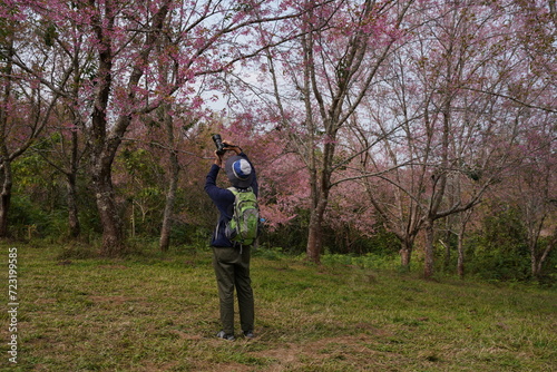Male backpacker hiking up the mountain, adventure hobby, viewing cherry blossom fields in the valley.

