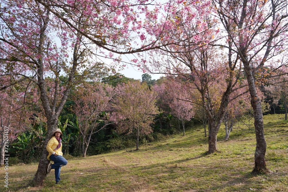 female backpacker sits on a forested mountain with cherry blossom trees blooming in the valley behind. female backpacker sits on a forested mountain with cherry blossom trees blooming in the valley behind.