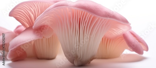 pink oyster mushrooms close up