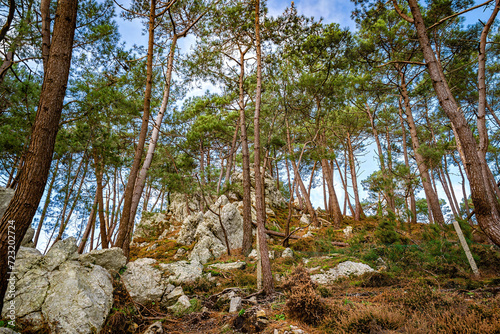 Pine trees and grey stones in a forest