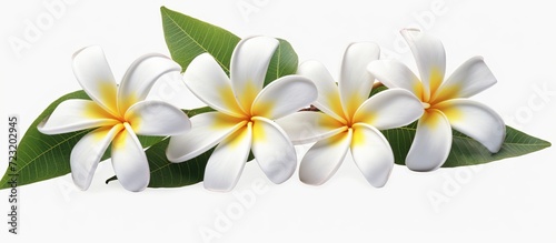 Plumeria flower panicle isolated on white background © dheograft