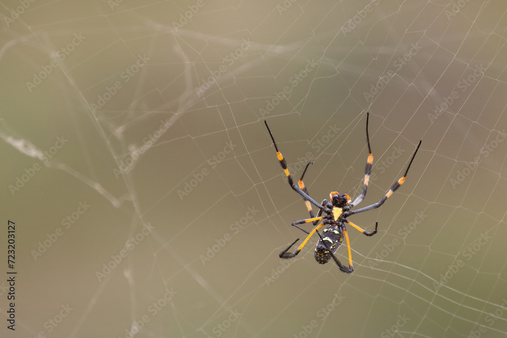 Afrikanische Seidenspinne / Banded-legged golden orb-web spider / Nephila senegalensis Afrikanische Seidenspinne / Banded-legged golden orb-web spider / Nephila senegalensis