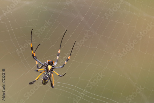 Afrikanische Seidenspinne / Banded-legged golden orb-web spider / Nephila senegalensis