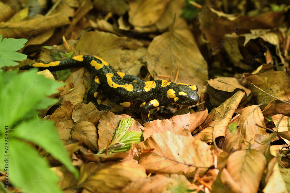 Fire salamander lizard crawls through the leaves in the forest