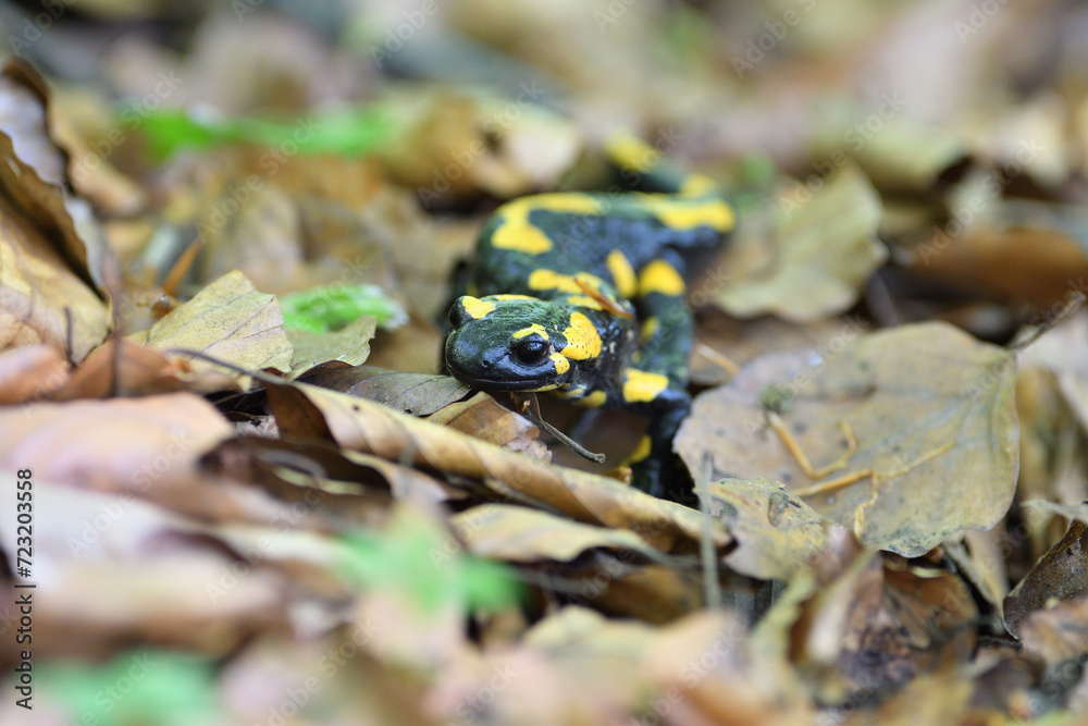 Detail of head fire salamander lizard on foliage in in autumn leaves