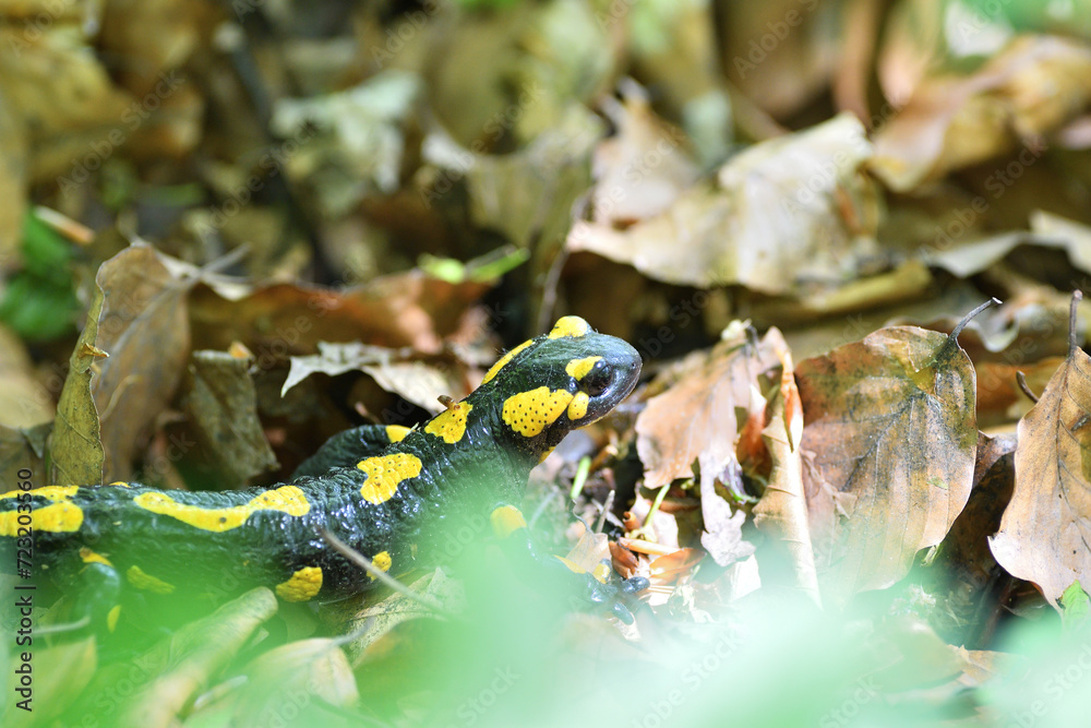 Fire salamander lizard crawls through the leaves in the forest