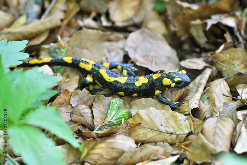 Obraz na płótnie Detail of head fire salamander lizard on foliage in in autumn leaves w salonie