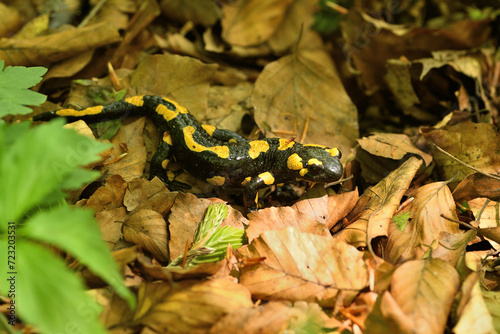 Obraz na płótnie Fire salamander lizard crawls through the leaves in the forest w salonie