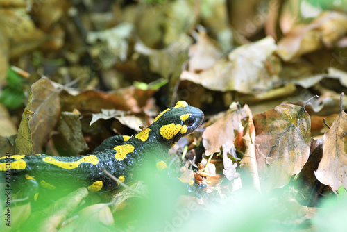 Obraz na płótnie Fire salamander lizard crawls through the leaves in the forest w salonie