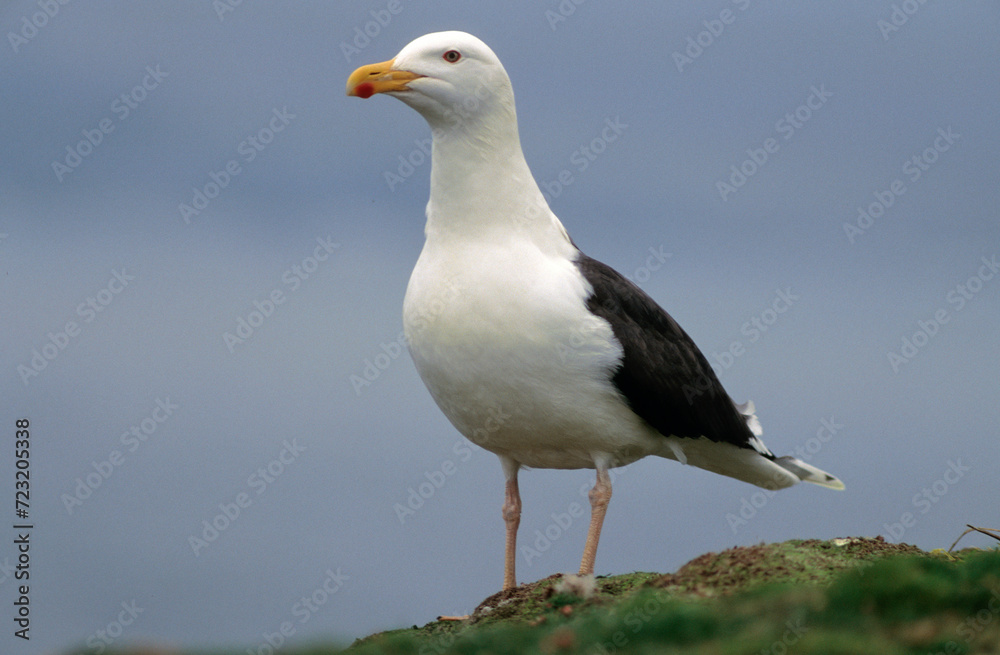 Goéland marin,.Larus marinus, Great Black backed Gul Goéland marin,.Larus marinus, Great Black backed Gul