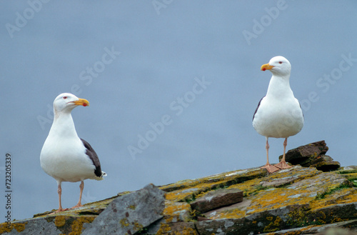 Goéland marin,.Larus marinus, Great Black backed Gul photo