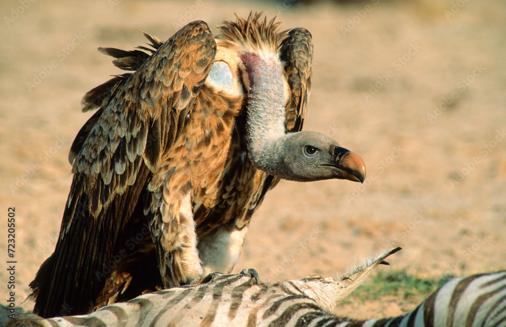 Fototapeta premium Vautour de Rüppell,.Gyps rueppelli , Rüppell's Vulture, Parc national du Serengeti, Tanzanie