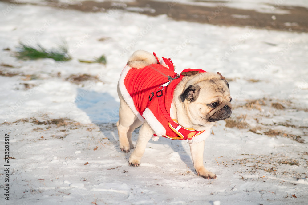 a young pug on a walk on a cold winter day, a dog in red clothes, selective focus