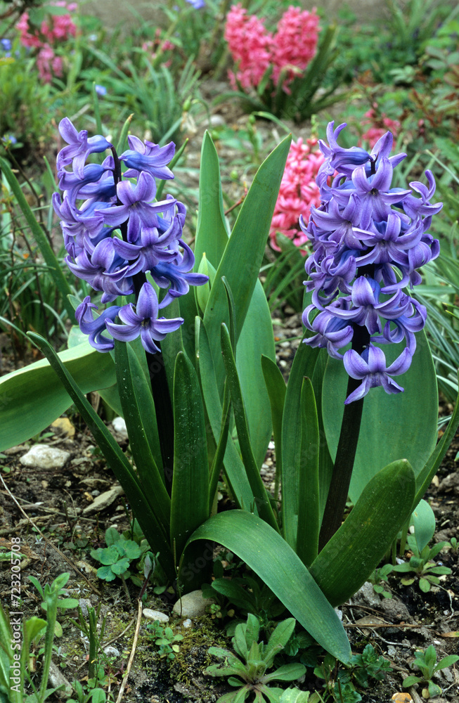 Fototapeta premium Hyacinthus x 'Atlantic' , Jacinthe