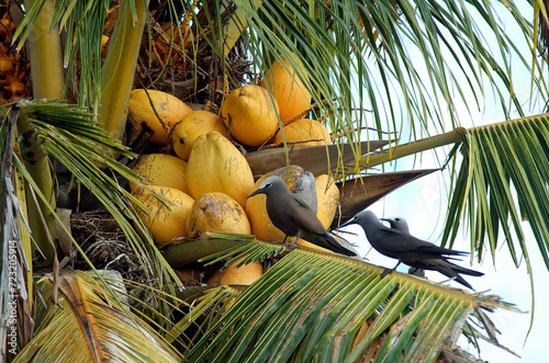 noix de coco, cocotier, cocos nucifera, Noddi brun,.Anous stolidus, Brown Noddy ,  Iles Bird, Iles Seychelles photo