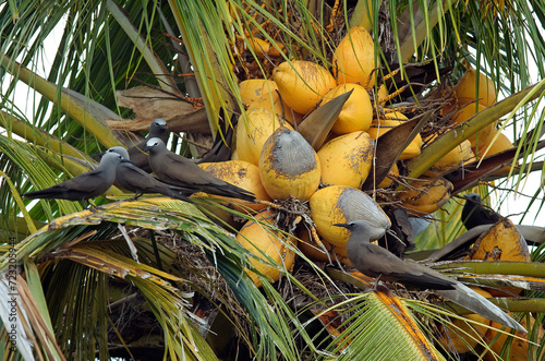 noix de coco, cocotier, cocos nucifera, Noddi brun,.Anous stolidus, Brown Noddy ,  Iles Bird, Iles Seychelles photo