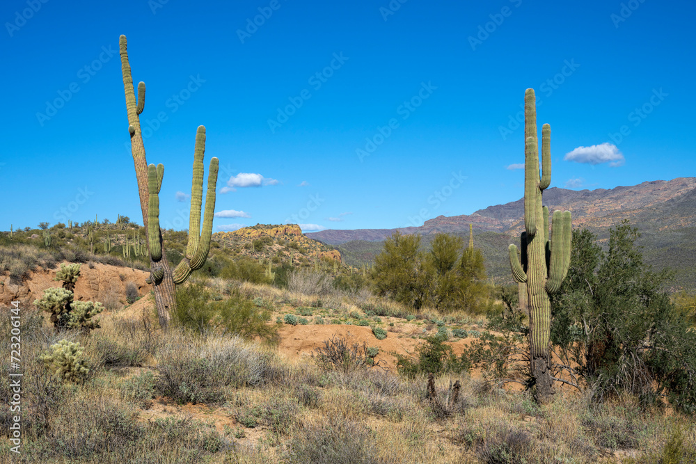 Beautiful saguaro cactus in the Tonto National forest