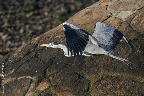 Big heron in flight