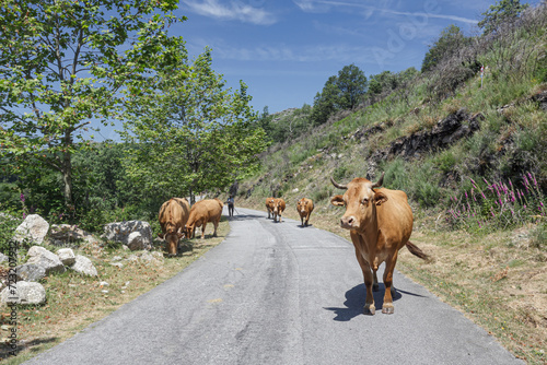 Purebred portuguese mountain cows